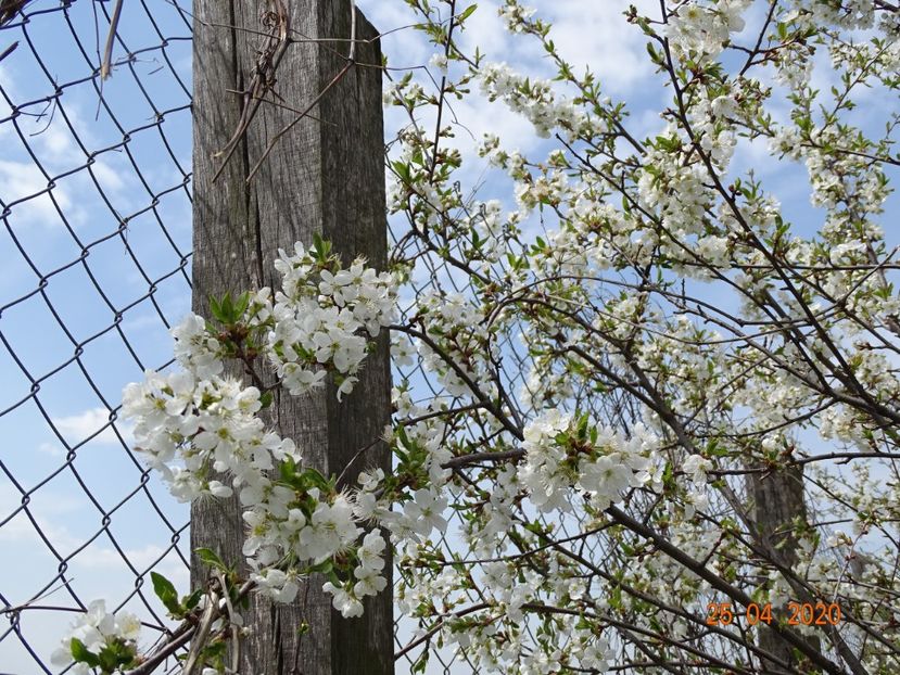 visini - z-Dobarland 2020