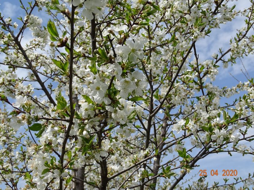 visini - z-Dobarland 2020