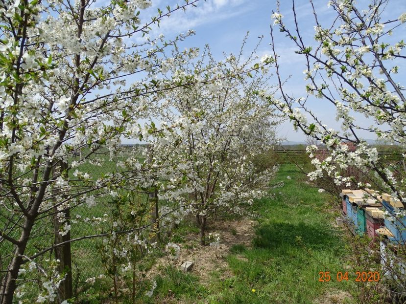 visini - z-Dobarland 2020