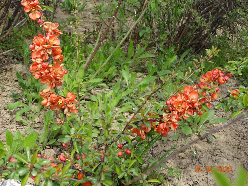 chaenomeles Cido - z-Dobarland 2020