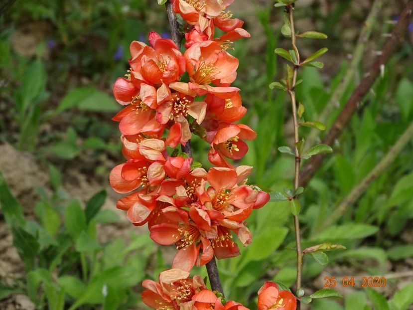 chaenomeles Cido - z-Dobarland 2020