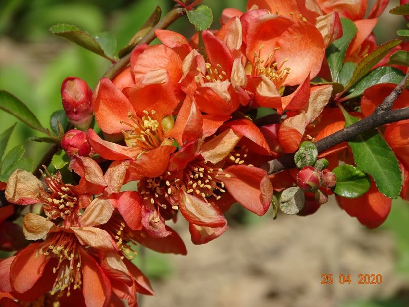 chaenomeles Cido - z-Dobarland 2020