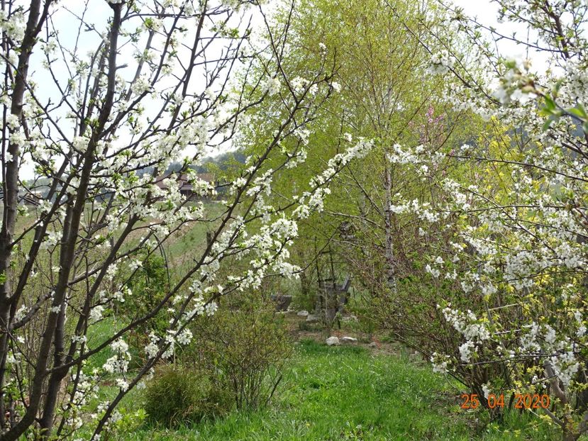 visini - z-Dobarland 2020