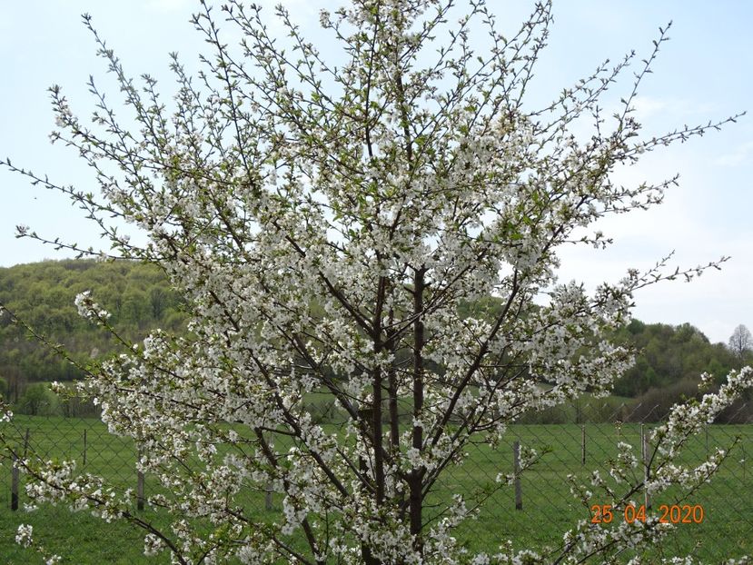 visini - z-Dobarland 2020