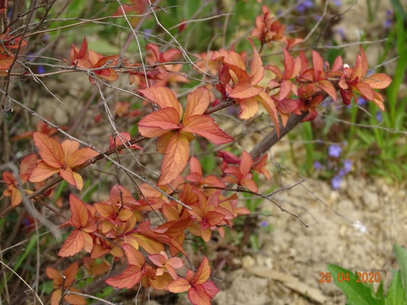 spiraea Firelight - z-Dobarland 2020