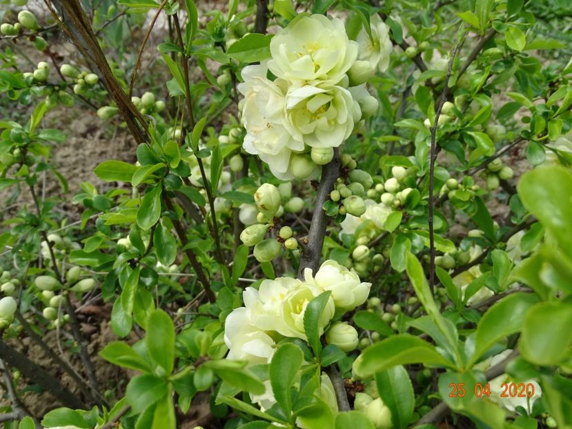 chaenomeles Yukigoten - z-Dobarland 2020