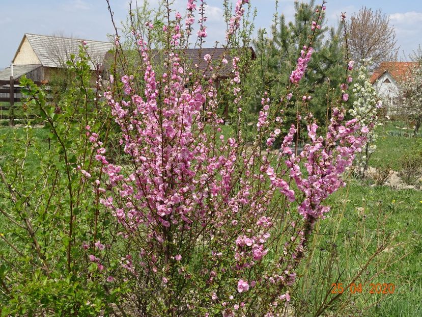 prunus triloba - z-Dobarland 2020
