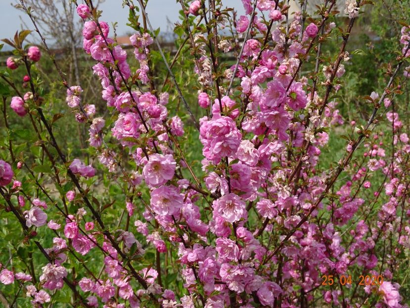 prunus triloba - z-Dobarland 2020