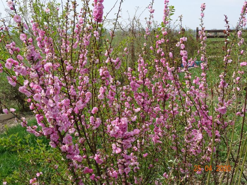 prunus triloba - z-Dobarland 2020