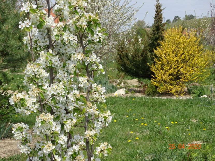 par Cure - z-Dobarland 2020