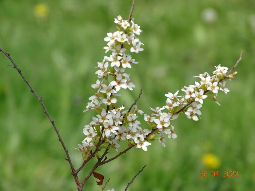 spiraea thunbergii Ogon - z-Dobarland 2020