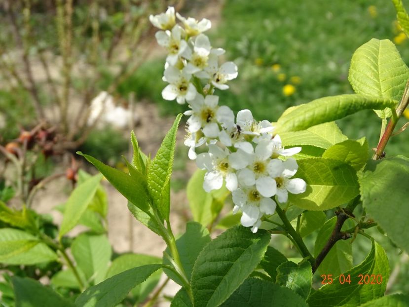prunus padus - z-Dobarland 2020