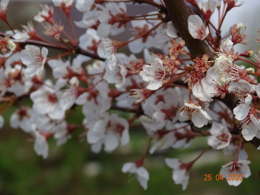 prunus cerasifera Trailblazer - z-Dobarland 2020