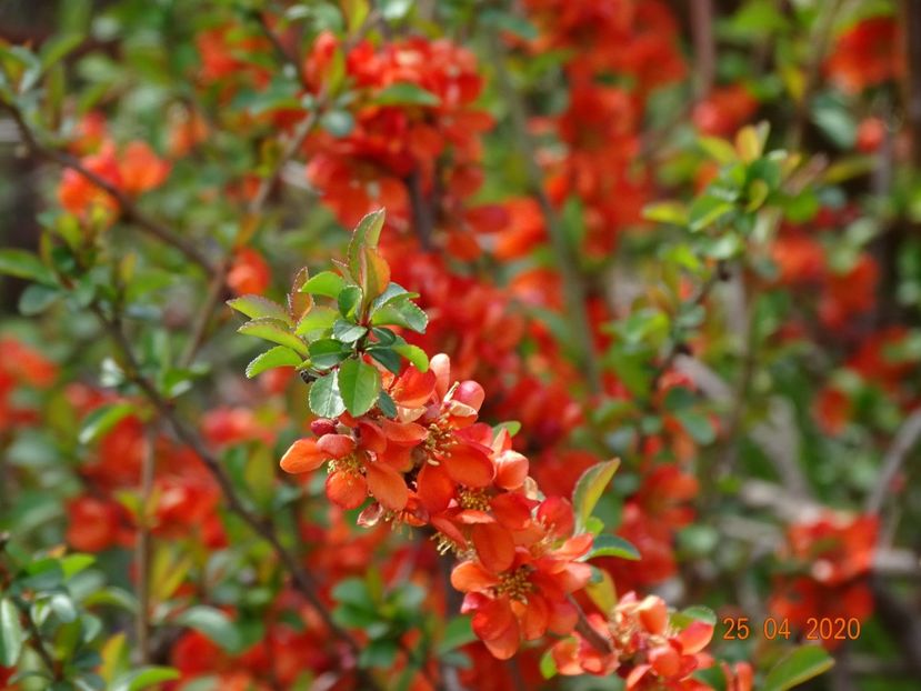 chaenomeles Fire dance - z-Dobarland 2020