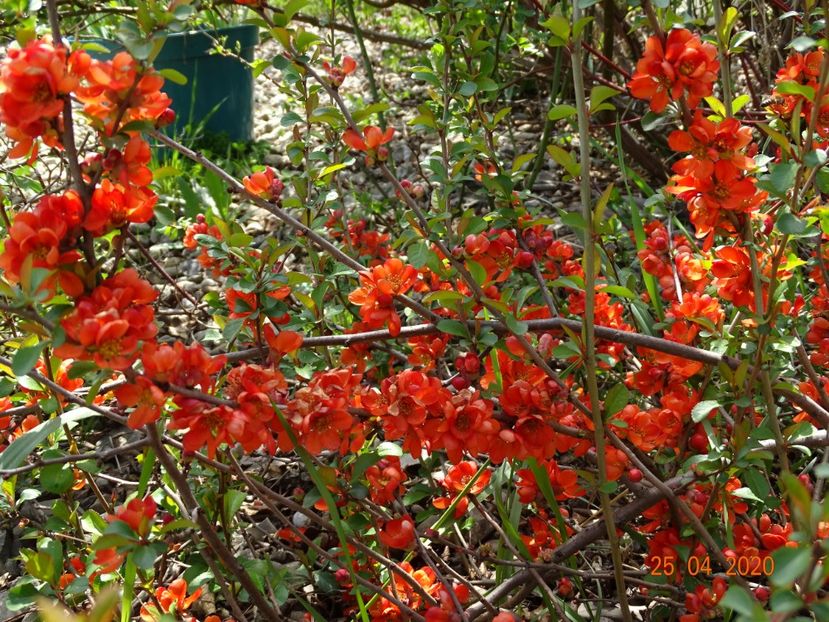 chaenomeles Fire dance - z-Dobarland 2020