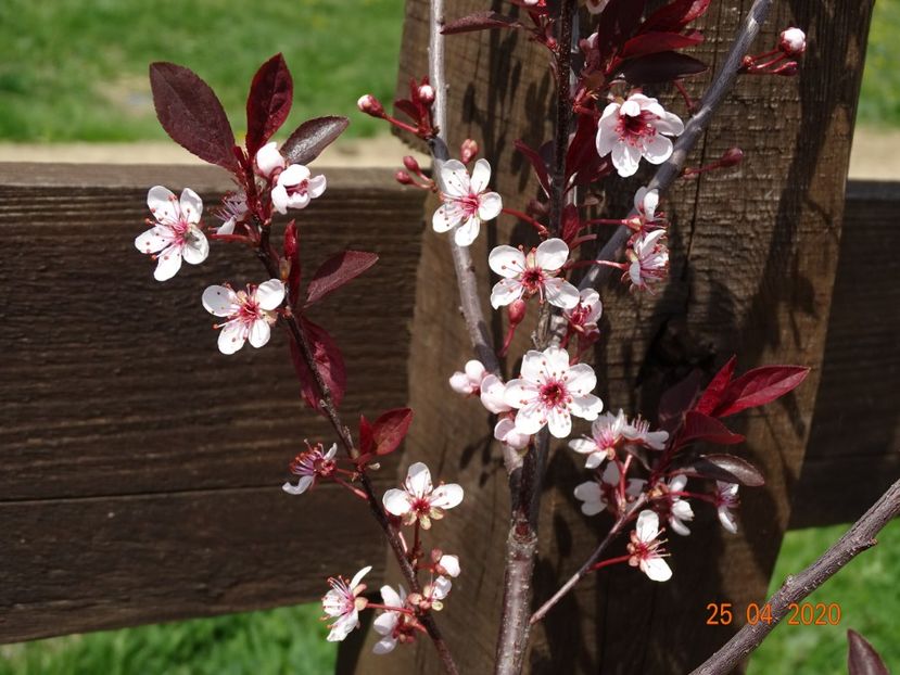 prunus cistena - z-Dobarland 2020
