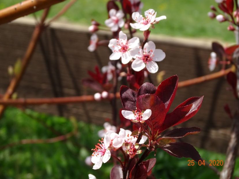 prunus cistena - z-Dobarland 2020