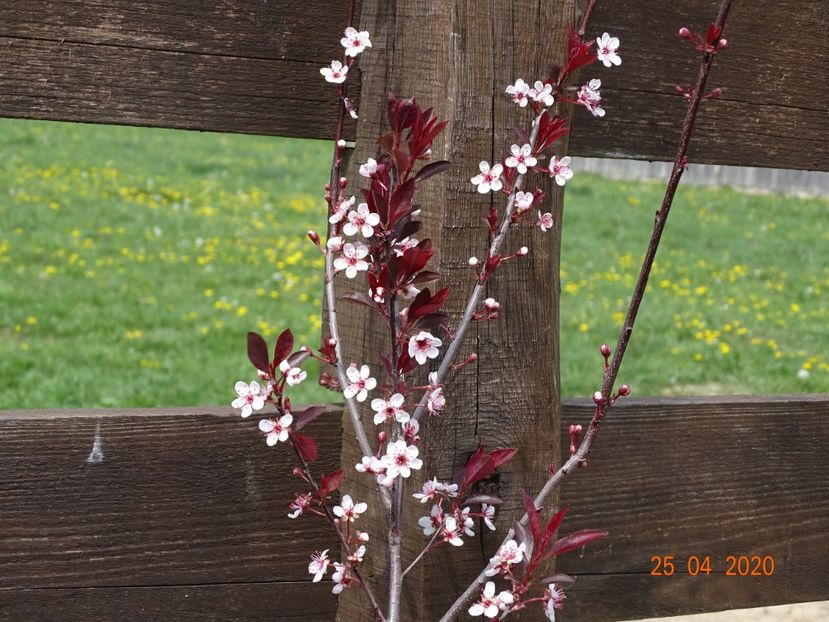 prunus cistena - z-Dobarland 2020
