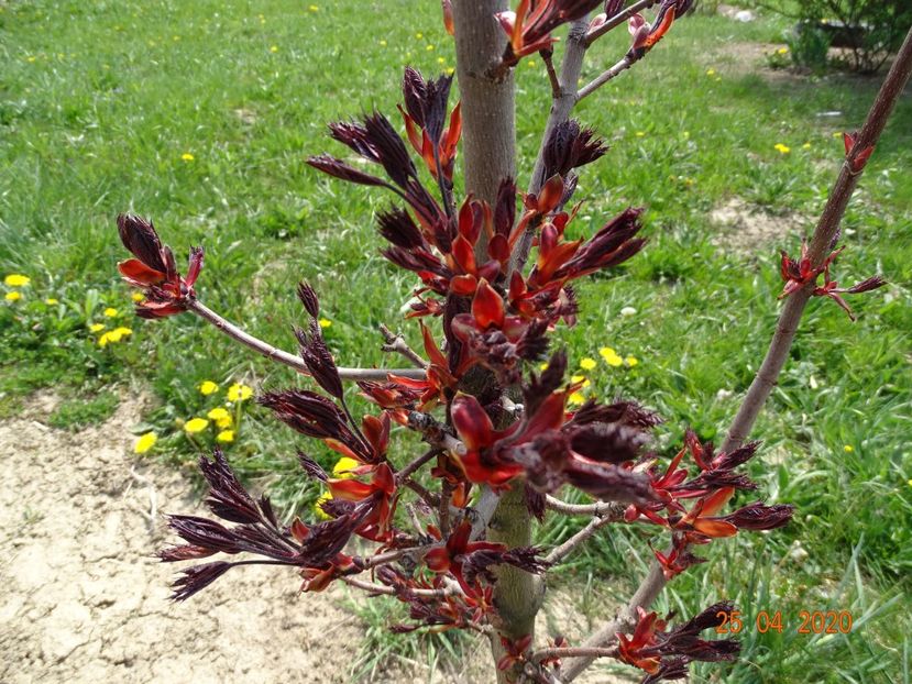 acer Crimson Sentry - z-Dobarland 2020