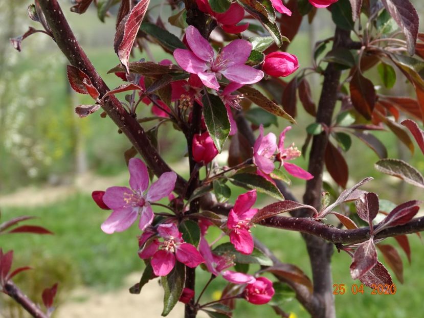 malus floribunda - z-Dobarland 2020