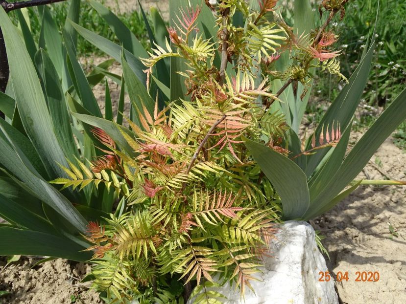 sorbaria sorbifolia Sem - z-Dobarland 2020