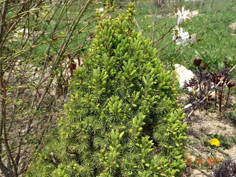 picea glauca Daisy's White - z-Dobarland 2020