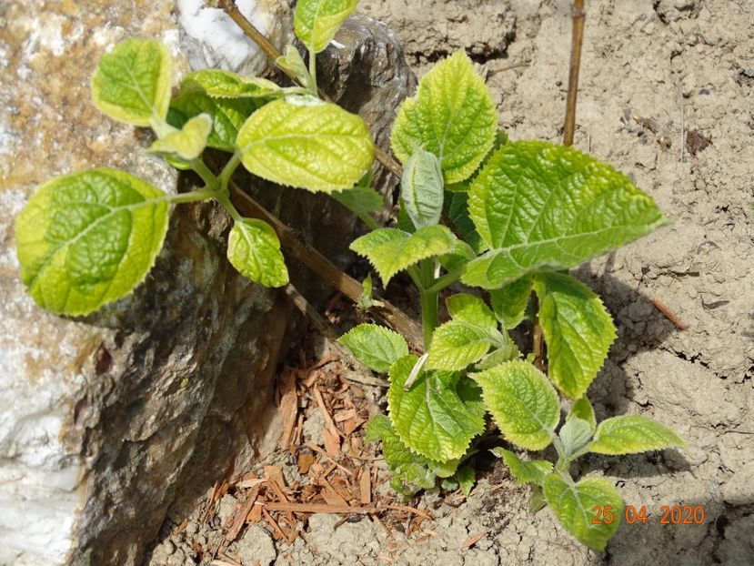 hydrangea arborescens Golden Annabelle - z-Dobarland 2020