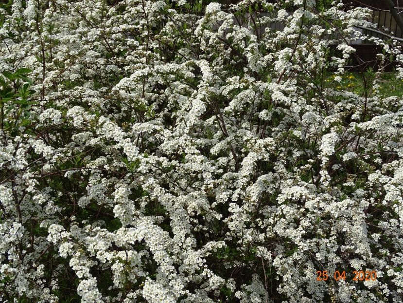 spiraea Grefsheim - z-Dobarland 2020