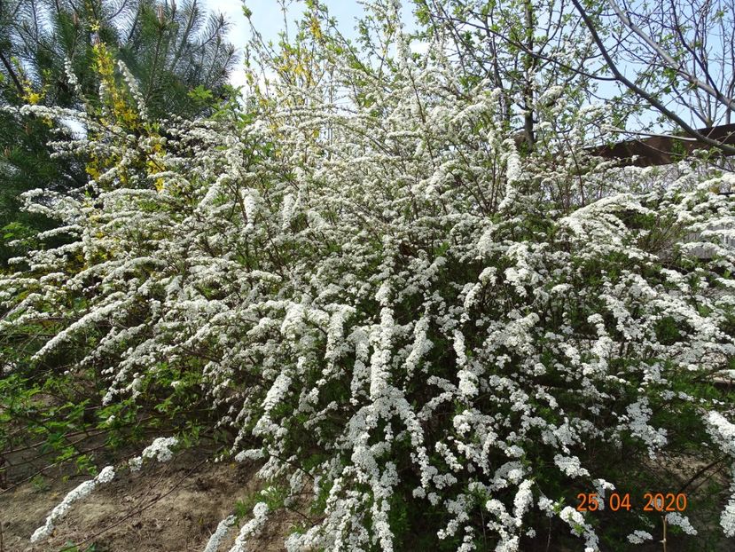spiraea Grefsheim - z-Dobarland 2020