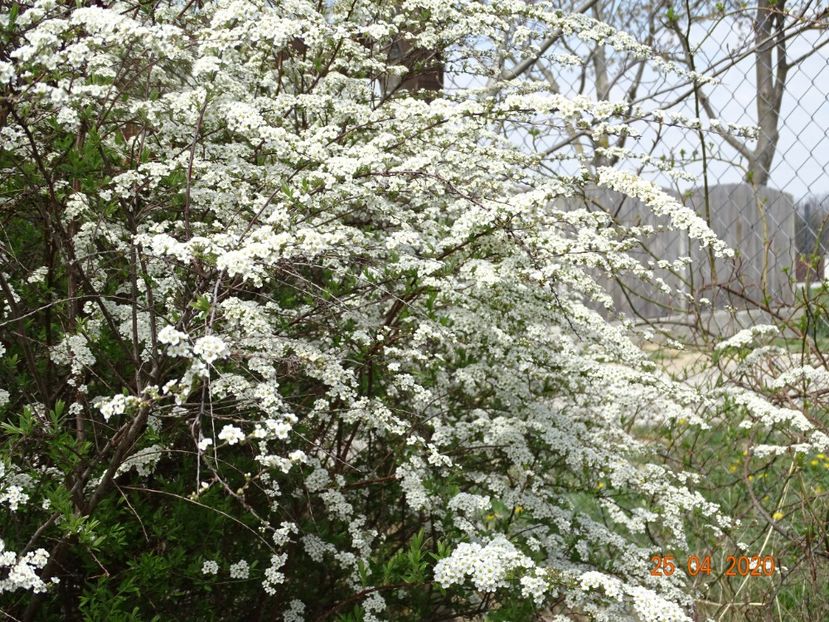 spiraea Grefsheim - z-Dobarland 2020