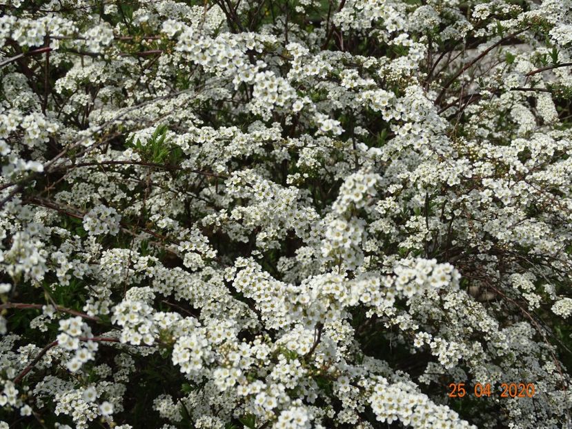 spiraea Grefsheim - z-Dobarland 2020