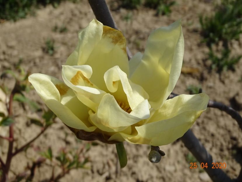 magnolia Yellow Lantern - Dobarland 2020 2