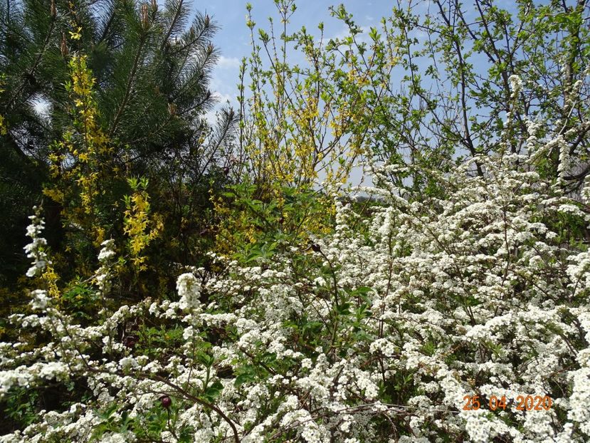 spiraea Grefsheim - z-Dobarland 2020
