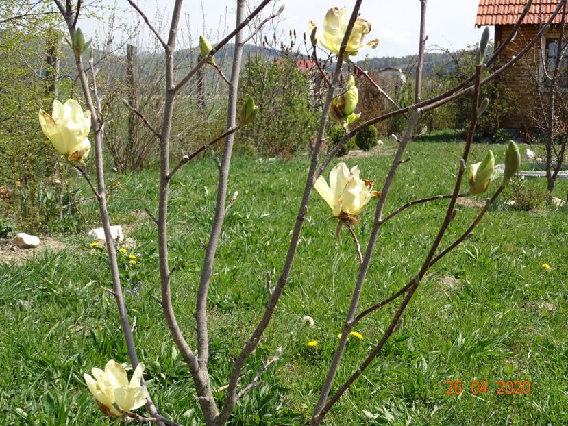 magnolia Yellow Lantern - Dobarland 2020 2