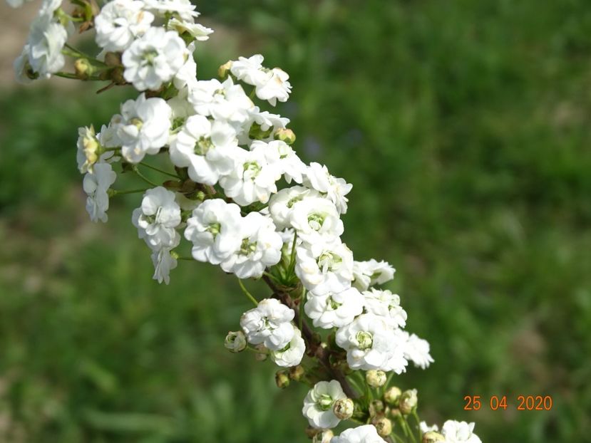 spiraea prunifolia Plena - z-Dobarland 2020