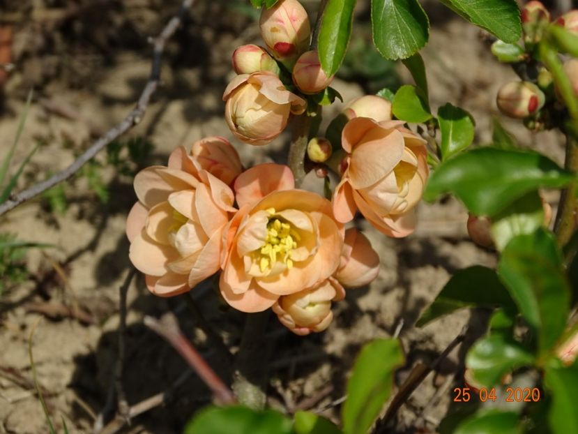 chaenomeles Cameo - Dobarland 2020 2