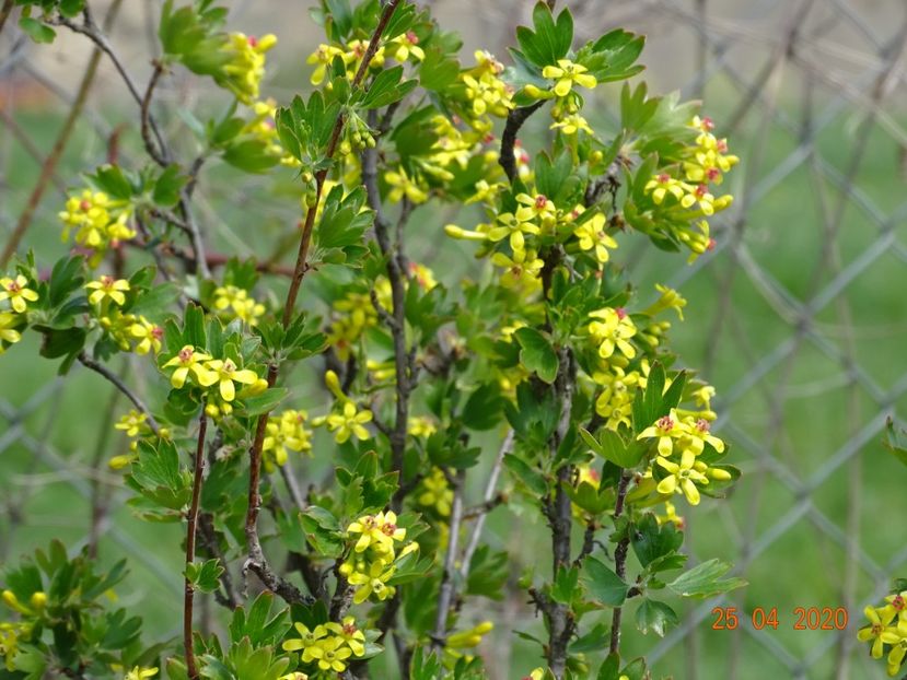 ribes aureum - z-Dobarland 2020