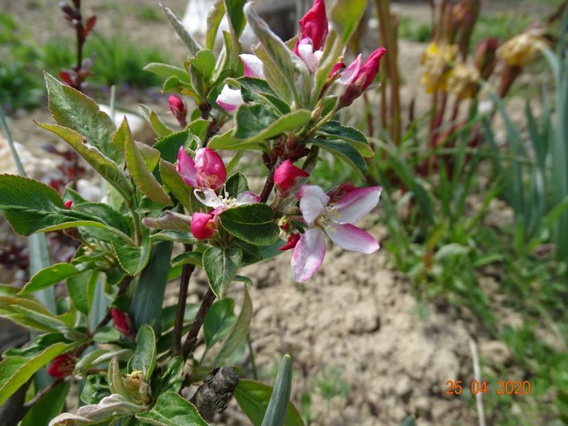 malus Pomzai - primele flori dupa ce l-am salvat de orbeti - z-Dobarland 2020