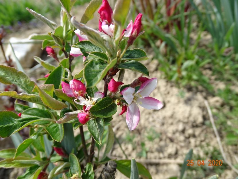 malus Pomzai - z-Dobarland 2020