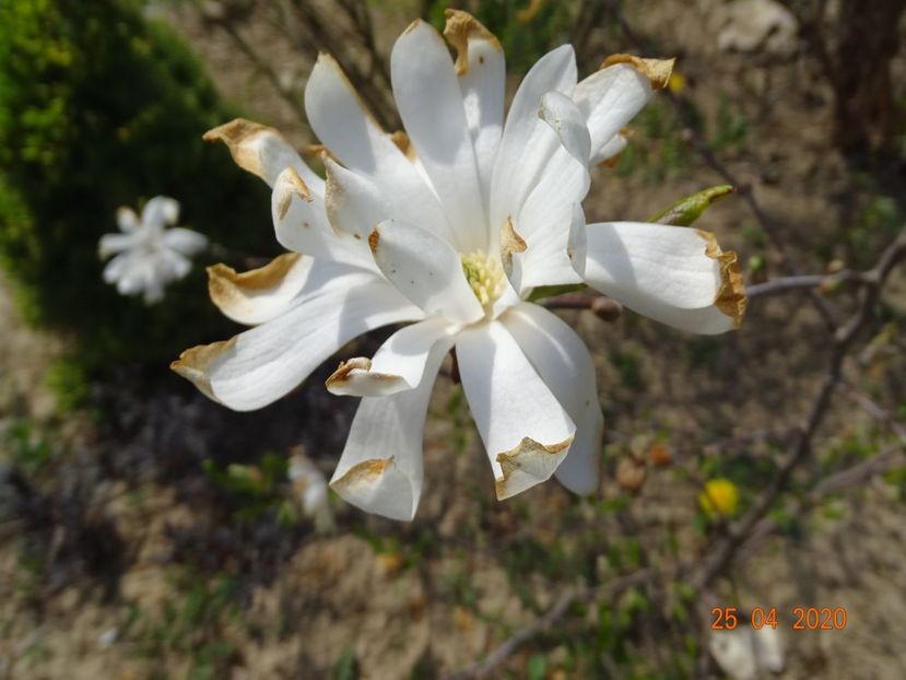 magnolia stellata Royal Star - z-Dobarland 2020