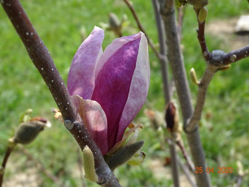 magnolia Rustica Rubra - Dobarland 2020 2