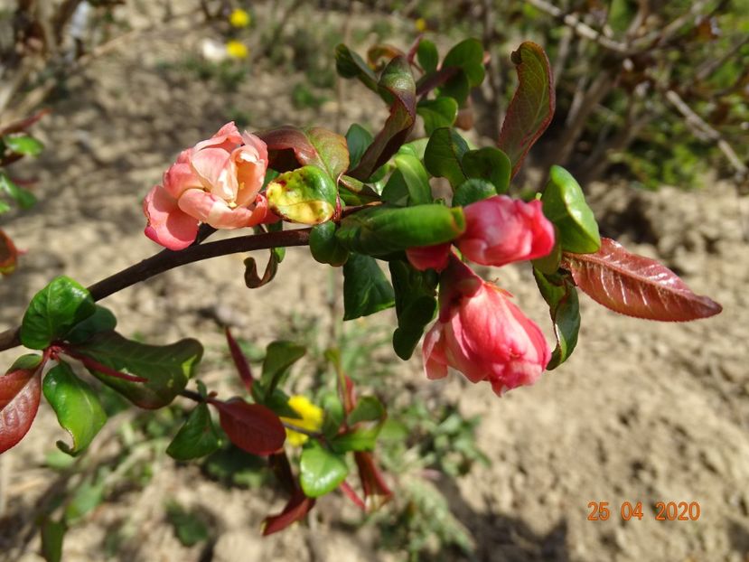 chaenomeles Flocon Rose - z-Dobarland 2020