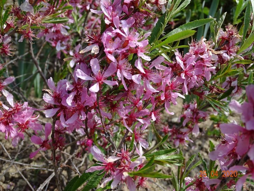 prunus tenella Fire Hill - Dobarland 2020 2