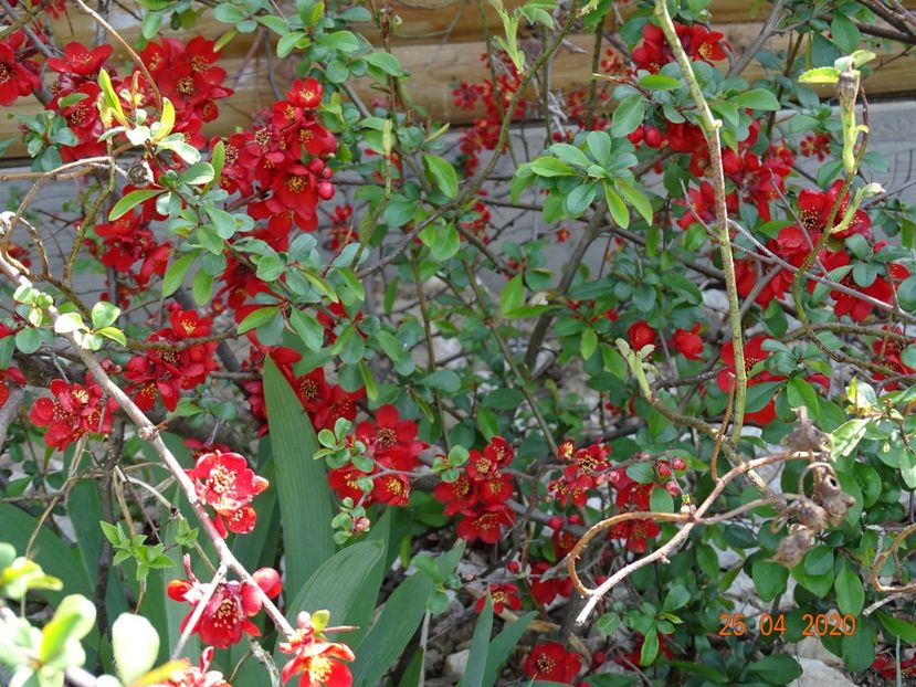 chaenomeles Crimson and Gold - Dobarland 2020 2