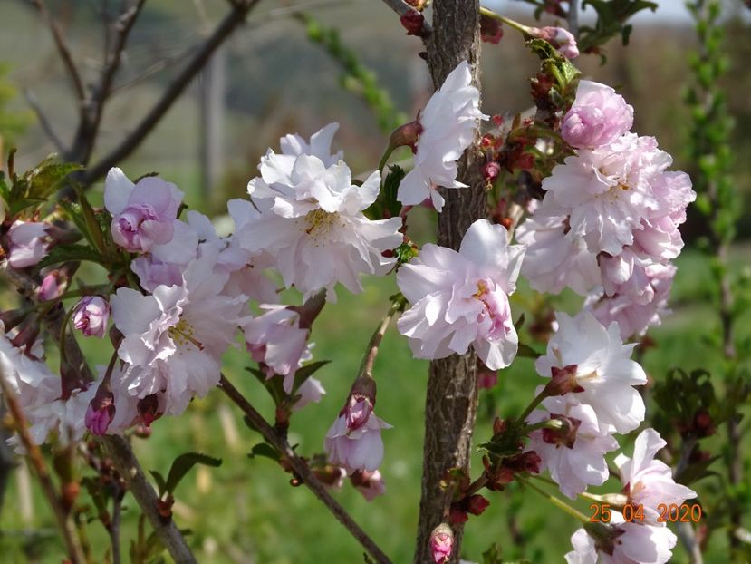 prunus incisa Mikinori - Dobarland 2020 2