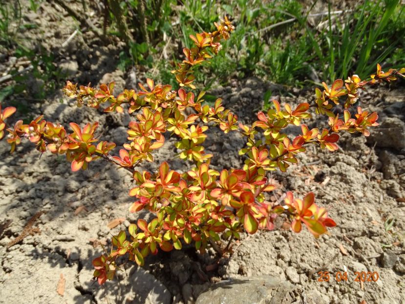 berberis Diabolicum - Dobarland 2020 2