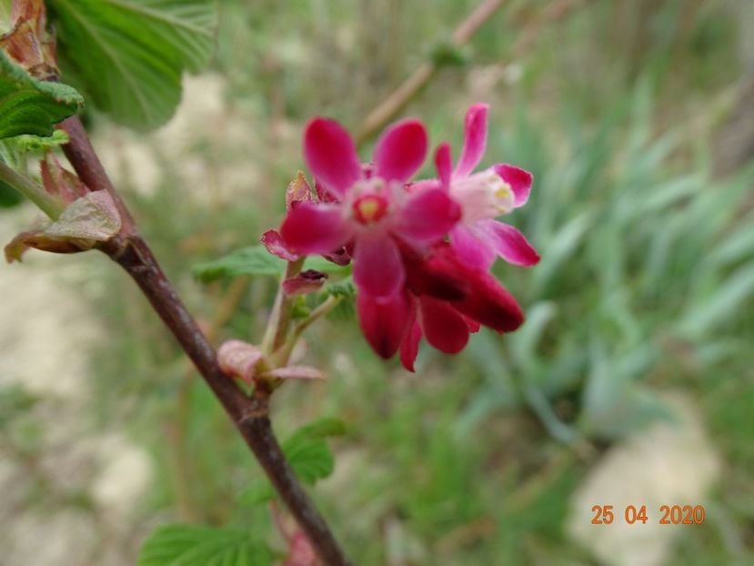 ribes sanguineum - Dobarland 2020 2