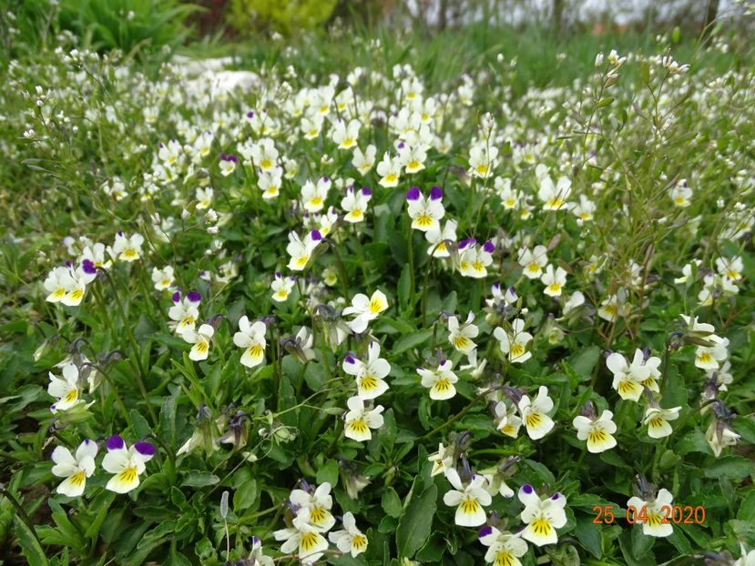 viola arvensis - Dobarland 2020 2