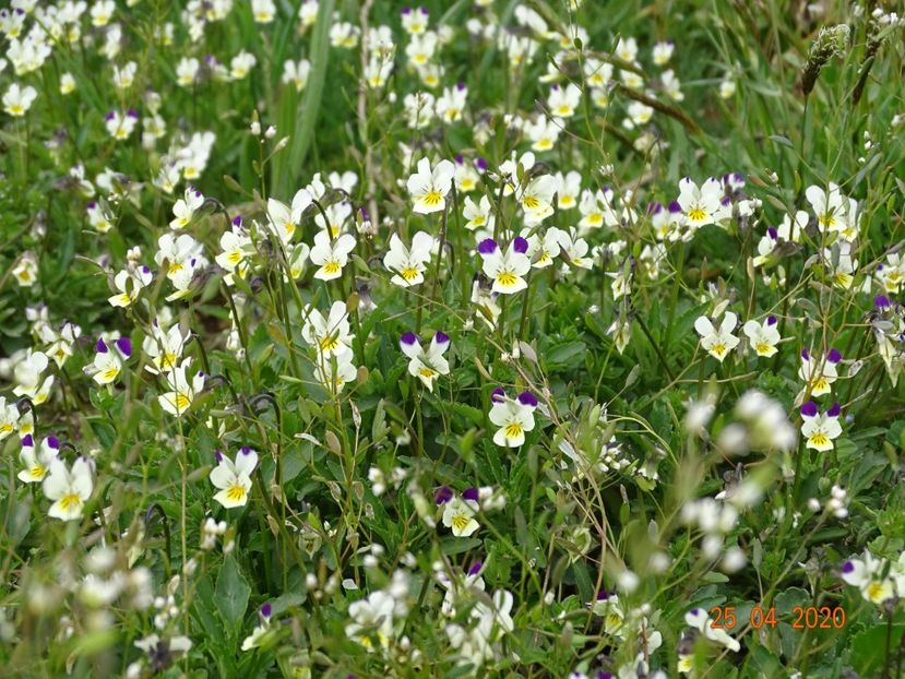 viola arvensis - Dobarland 2020 2