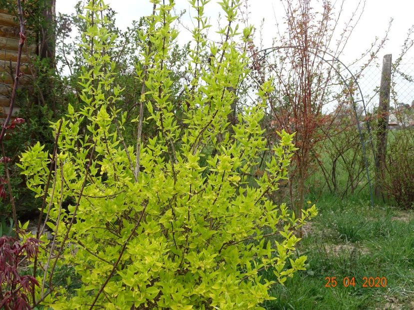 philadelphus Aureus - Dobarland 2020 2